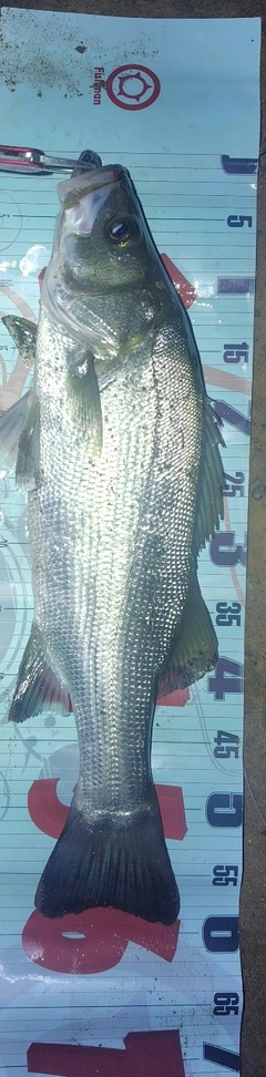 フッコ（ヒラスズキ）の釣果