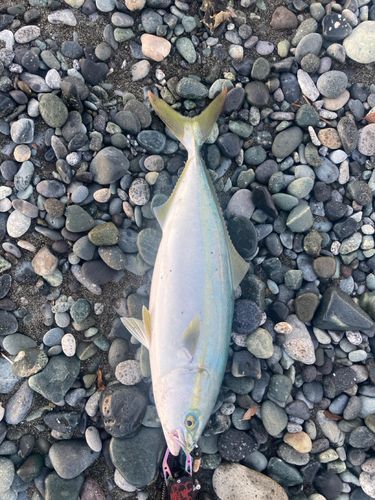 イナダの釣果