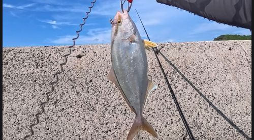 ネリゴの釣果