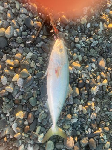 イナダの釣果