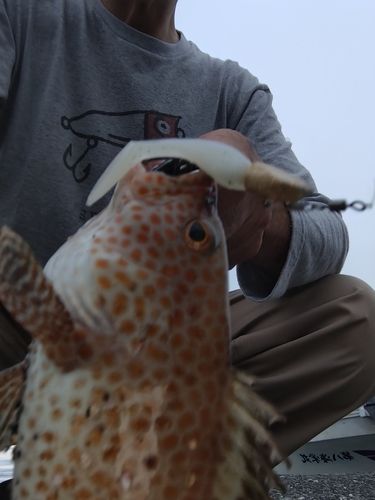 オオモンハタの釣果