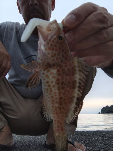 オオモンハタの釣果