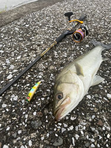 シーバスの釣果