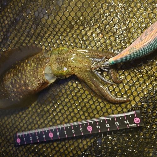 アオリイカの釣果