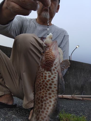 オオモンハタの釣果