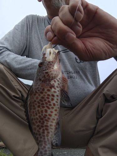 オオモンハタの釣果