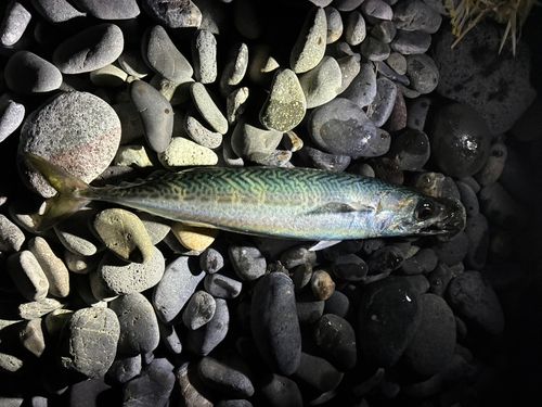 ゴマサバの釣果