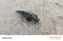 サザナミフグの釣果