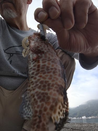 オオモンハタの釣果