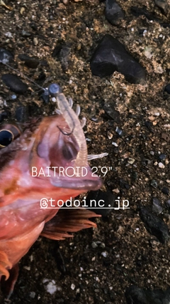 カサゴの釣果