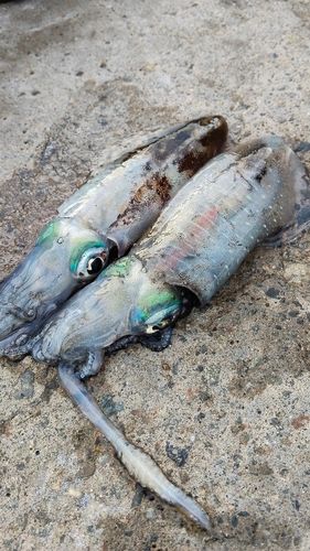 アオリイカの釣果