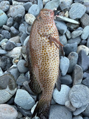 オオモンハタの釣果