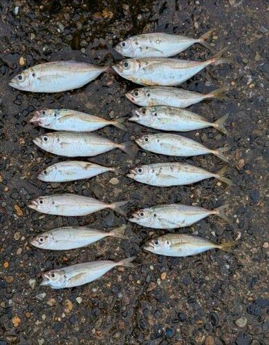 アジの釣果