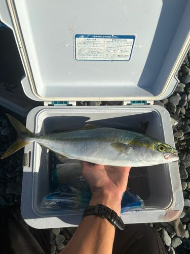 イナダの釣果