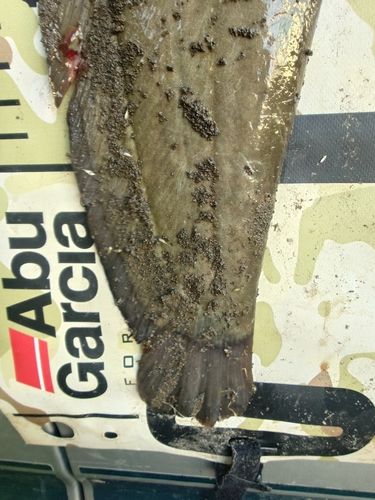 ナマズの釣果