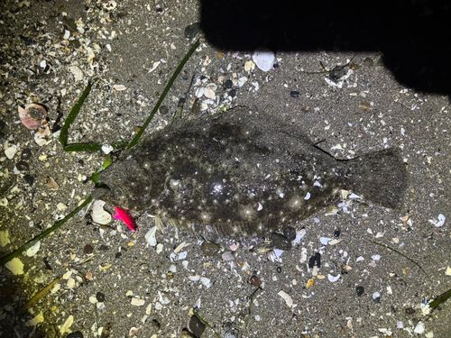 ソゲの釣果