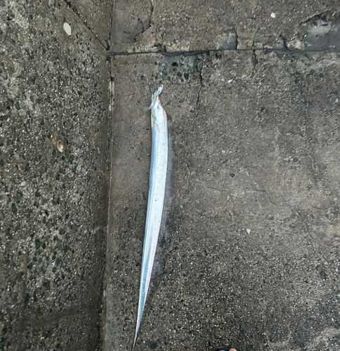 タチウオの釣果