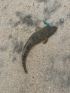 マゴチの釣果