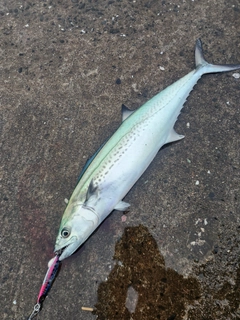サゴシの釣果