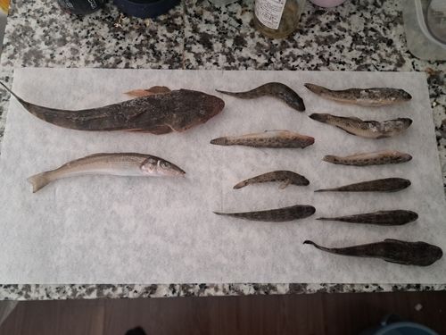 ハゼの釣果