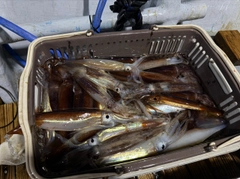 スルメイカの釣果