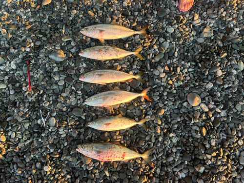 イナダの釣果