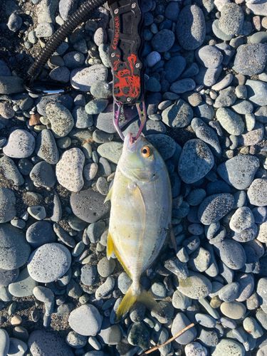 メッキの釣果