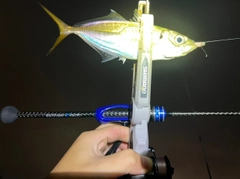 マアジの釣果