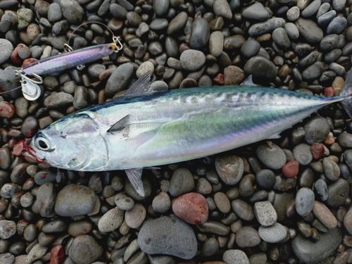 ソウダガツオの釣果
