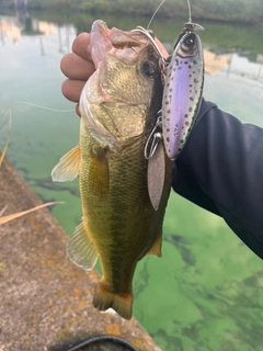 ラージマウスバスの釣果