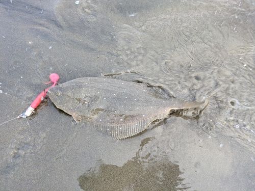 ソゲの釣果