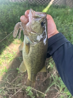 ラージマウスバスの釣果