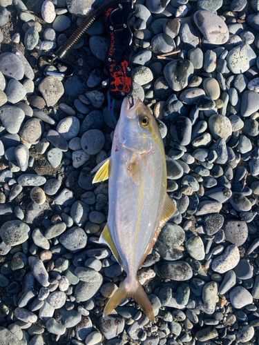 ショゴの釣果