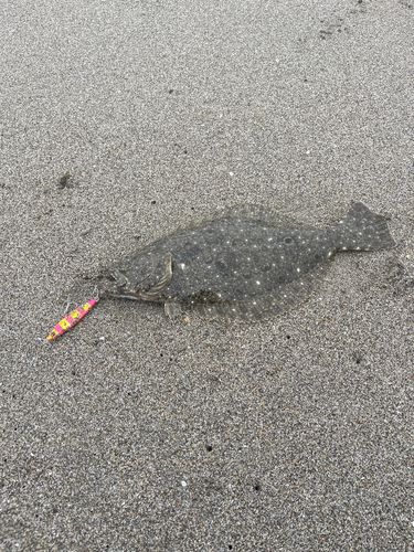 ヒラメの釣果