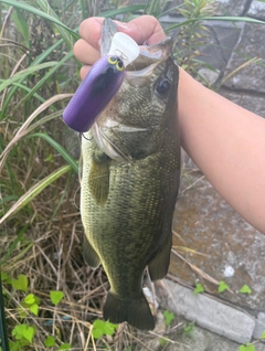ラージマウスバスの釣果