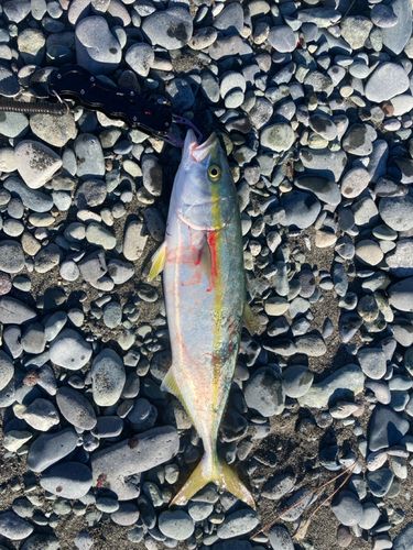 イナダの釣果