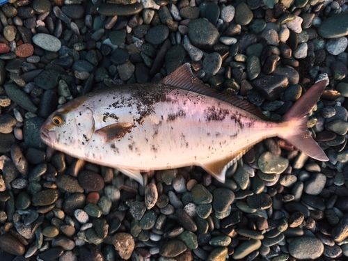 ショゴの釣果