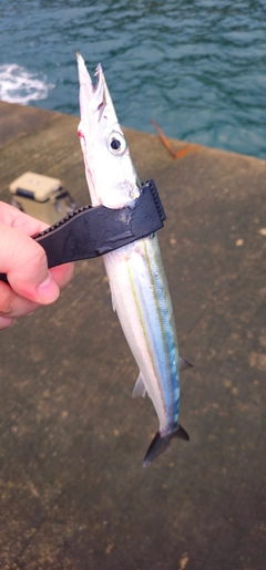 カマスの釣果