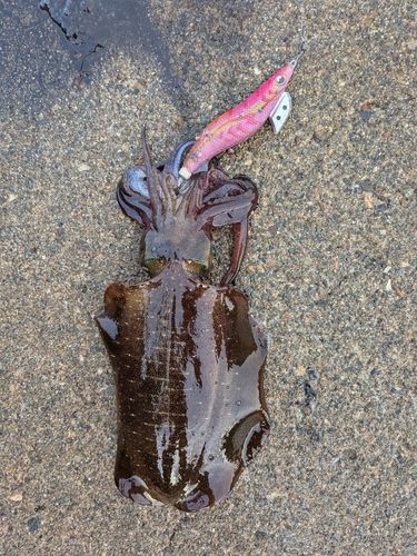 タチウオの釣果