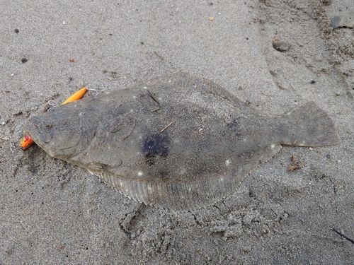 ソゲの釣果
