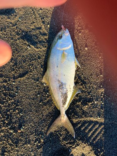 ショゴの釣果