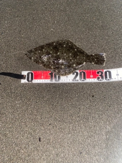 ソゲの釣果