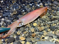ケンサキイカの釣果