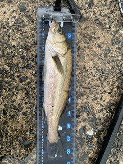 フッコ（マルスズキ）の釣果