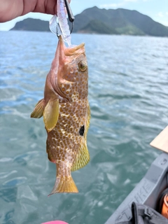 キジハタの釣果