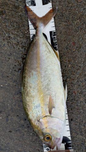 ショゴの釣果