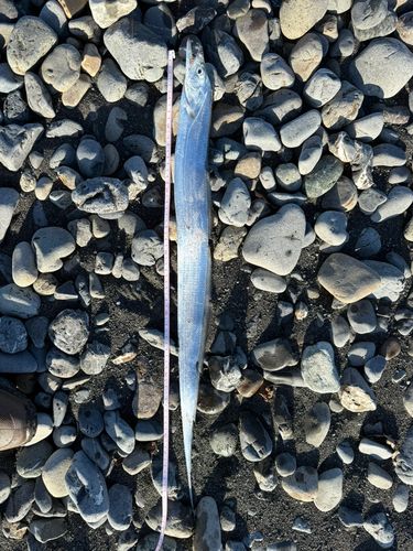 タチウオの釣果
