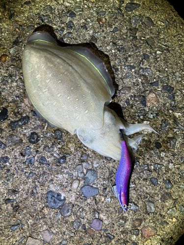 コウイカの釣果
