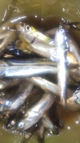 カタクチイワシの釣果