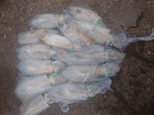 アオリイカの釣果